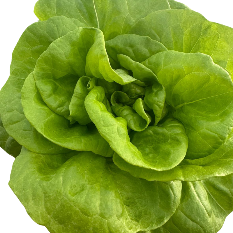 Next gen Living Butter Lettuce