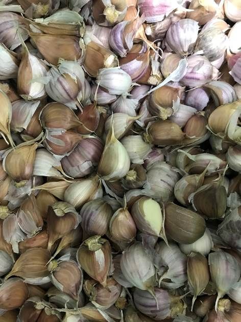 Russian Purple Garlic