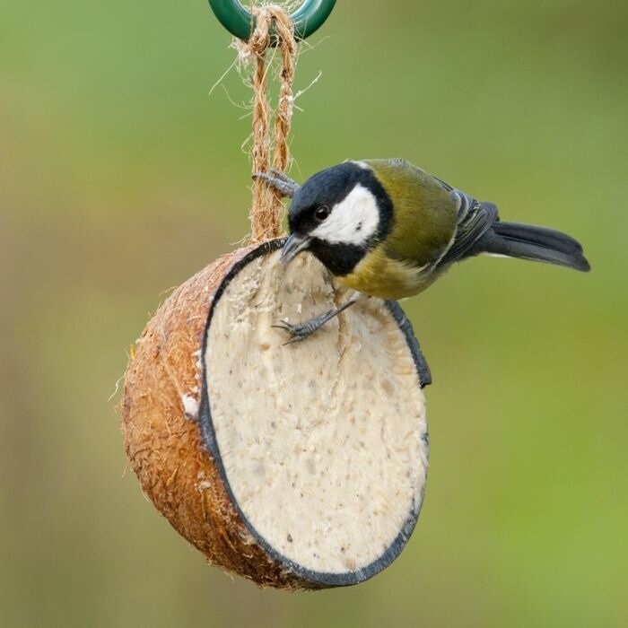 Suet Coconut Single