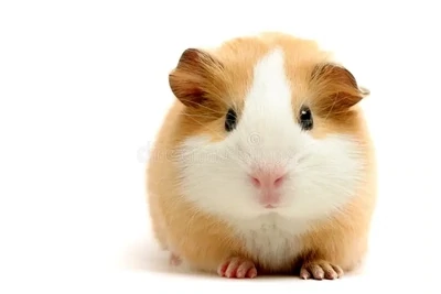 Small Animal