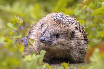 Hedgehog