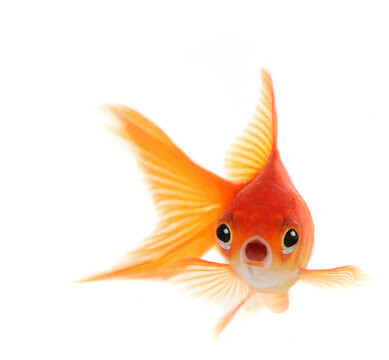 Aquatic
