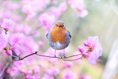 Wild Bird