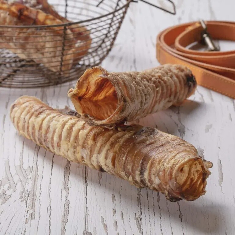 Hollings Trachea 1pk