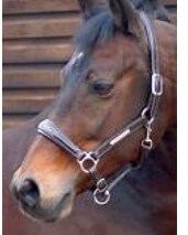 Caldene Leather Diamonte Headcollar