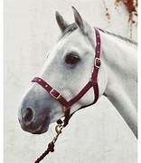 Polypropylene Economy Headcollar