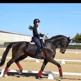For the Horse and Rider