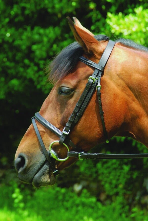 Celtic equine Classic bridle and reins