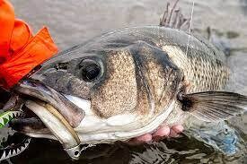Soft lures