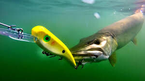 Lures, Feathers, Traces, Rigs