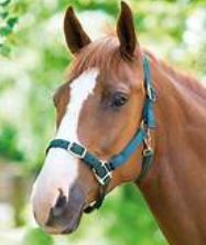 Padded Headcollar