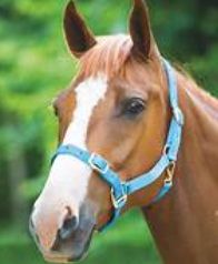Padded Headcollar, Colour: Baby Blue, Size: Pony