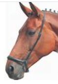 KC Drop Noseband