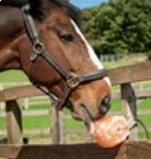 Salt Lick large