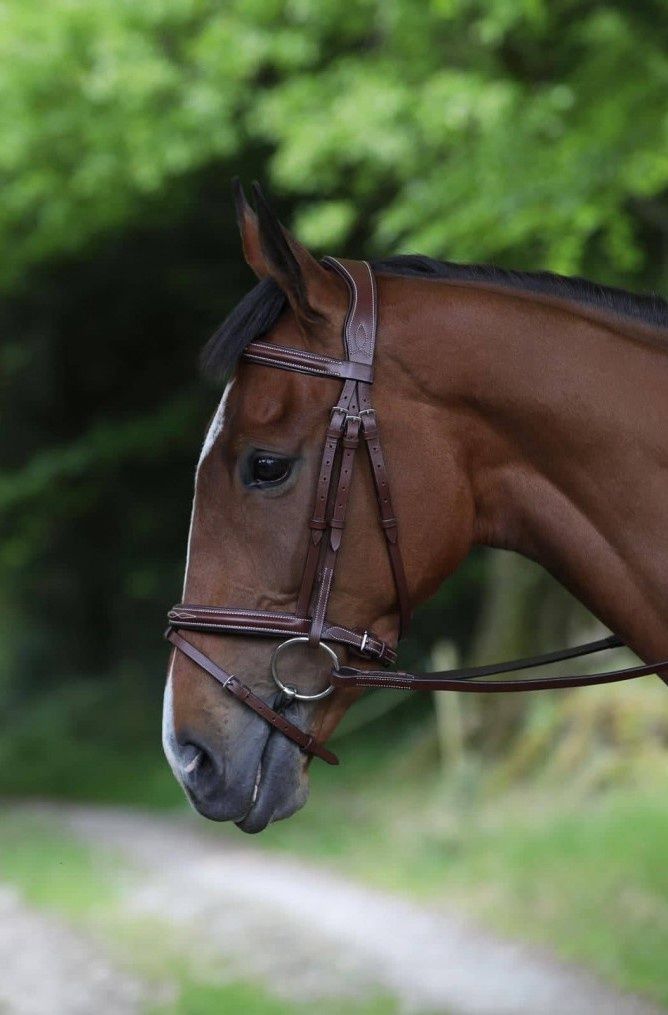 Puissance Bridle and Reins