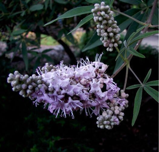 AGNUS CASTUS (Vitex agnus-castus)