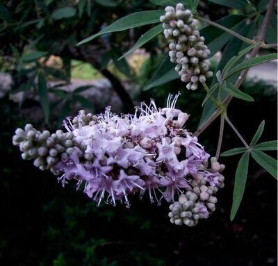 AGNUS CASTUS (Vitex agnus-castus)
