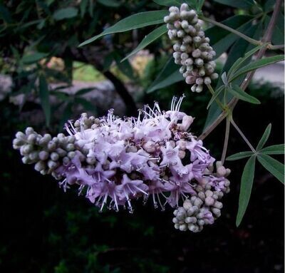 Agnus Castus Berry (Vitex agnus-castus)