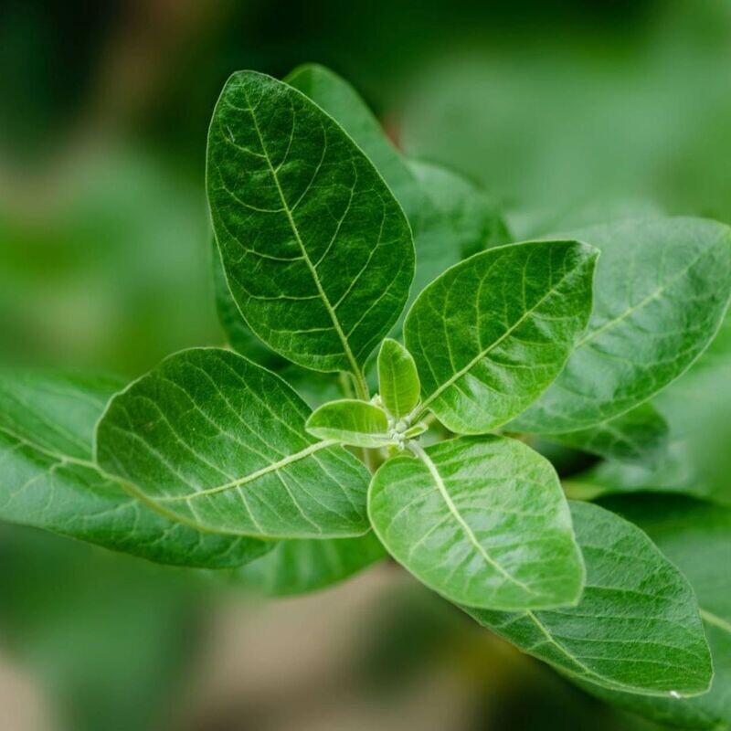 ASHWAGANDHA (Withania somnifera) Root