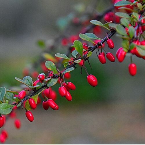 BARBERRY BARK (Berberis vulgaris)
