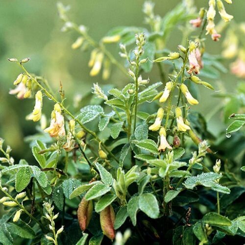 ASTRAGALUS (Astragalus membranaceus)