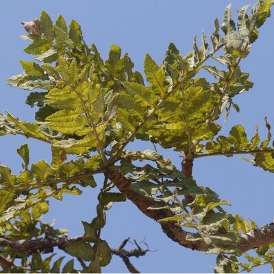 Boswellia (Boswellia serrata)