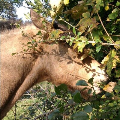 WildFed *Adding valuable natural prebiotic roughage diversity to our horse's diet