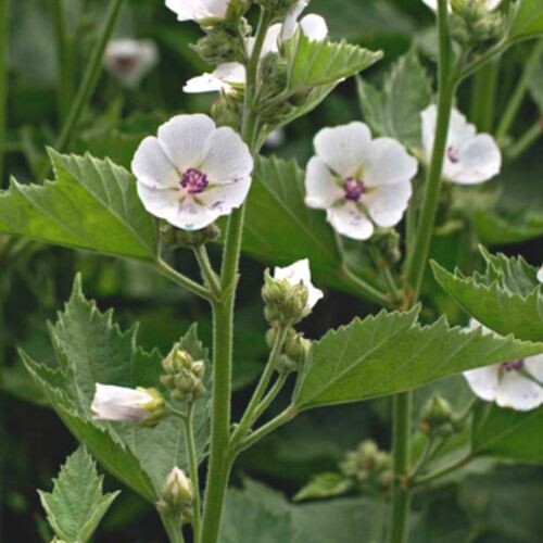 MARSHMALLOW Leaf (Althea officinalis)