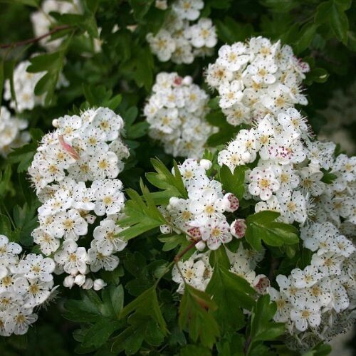 HAWTHORN Flowering Tops (Crataegus monogyna)