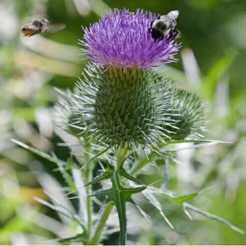 MILK THISTLE SEED (Silybum marianum)