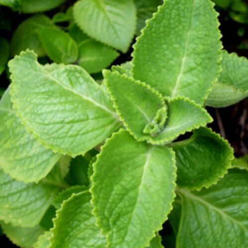 OREGANO (Origanum vulgare)