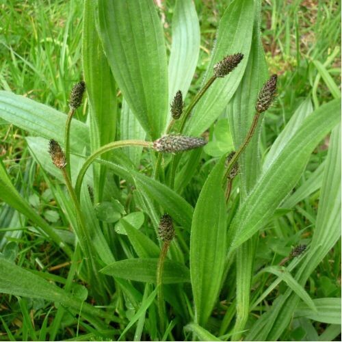 PLANTAIN Ribwort (Plantago lanceolata)