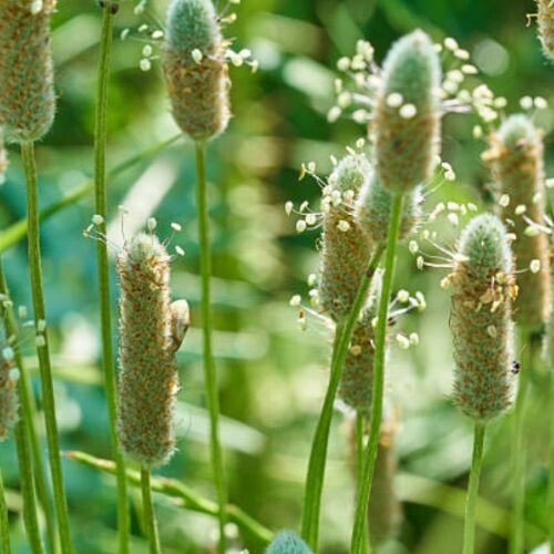 PSYLLIUM (Plantago ovata) *The colon 'broom', excellent for mopping up loose droppings