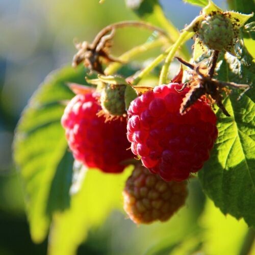 RASPBERRY LEAF (Rubus idaeus)