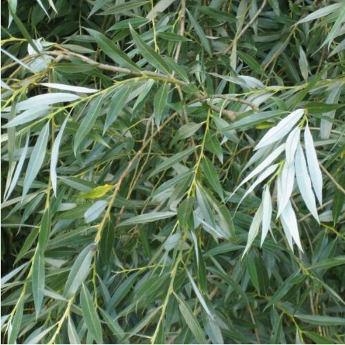 WHITE WILLOW BARK (Salix alba)
