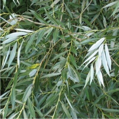 Willow (Salix alba)