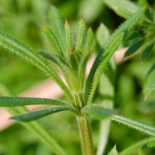 CLEAVERS (Galium aperine)
