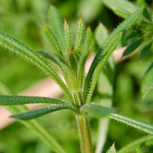 Cleavers (Galium aperine)