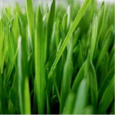 Barleygrass (Hordeum spp.)
