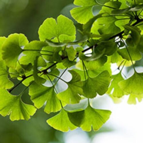 GINKGO BILOBA (Maidenhair)