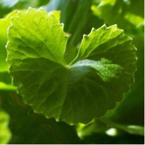 GOTU KOLA (Centella asiatica)