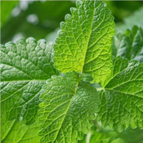 LEMON BALM (Melissa officinalis)