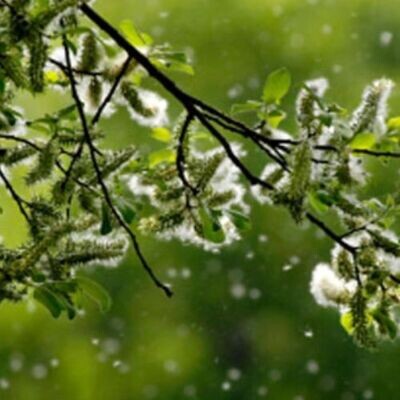 PollenTonic *Spring tree-pollen anti-allergenic support