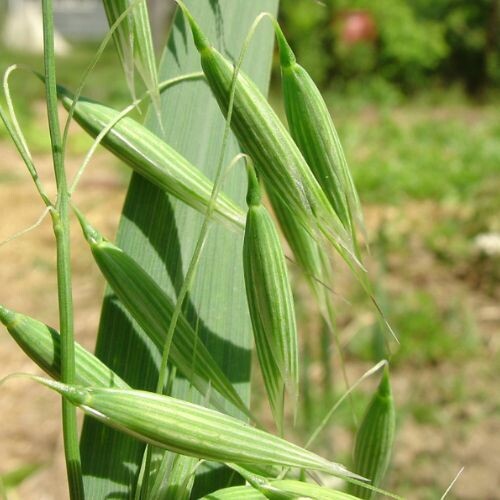 MILKY OATS Flowering Tops (Avena sativa),