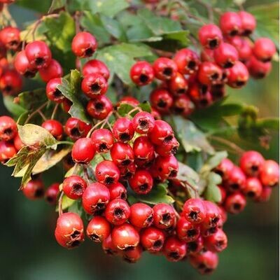 Hawthorn Berry (Crataegus monogyna)