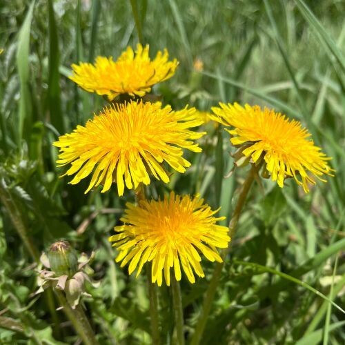 DANDELION LEAF (Taraxacum officinale)