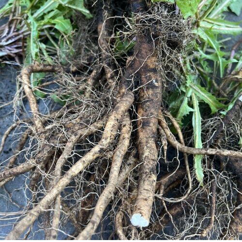 DANDELION ROOT (Taraxacum officinale)