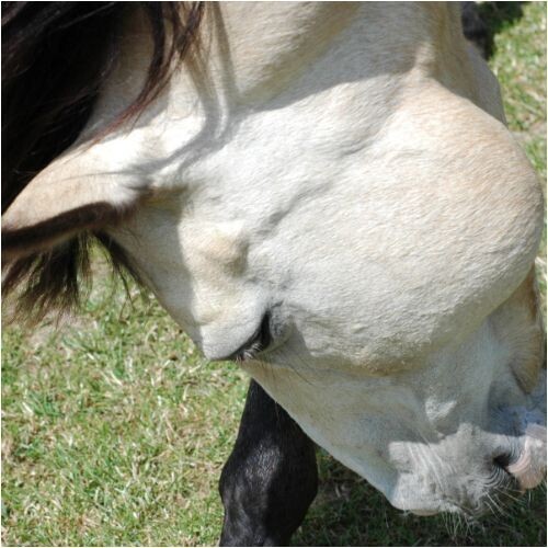 P5P *Activated Vit.B6 (Pyridoxal5Phosphate) the catalyst that