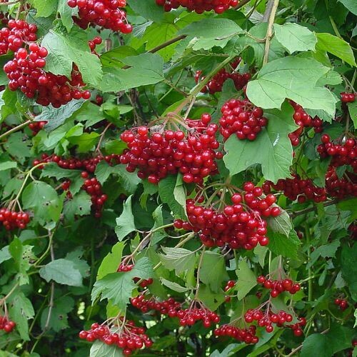 CRAMP BARK (Viburnum opulus)