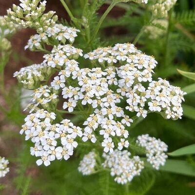 Yarrow (Achillea millefolium)